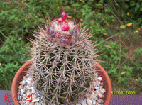 Melocactus curvispinus subsp. dawsonii