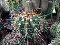 Melocactus ernestii subsp. longicarpus