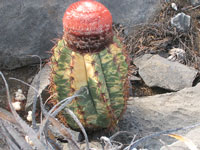 Melocactus levitestatus f. variegata