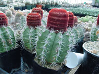 Melocactus pachycanthus