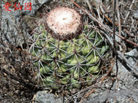 Melocactus peruvianus subsp. fortalezensis