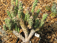 Corynopuntia barkleyana