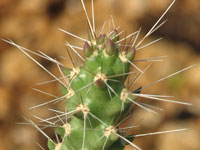 Corynopuntia barkleyana