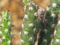 Corynopuntia gracilicylindrica