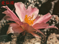 Corynopuntia gracilicylindrica