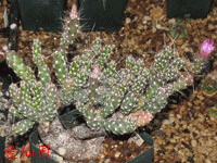 Corynopuntia pygmaea