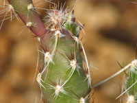 Corynopuntia pygmaea