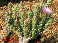 Corynopuntia tuberculosirhopalica