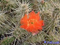 Opuntia armata