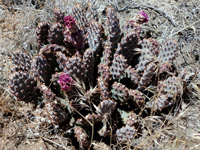 Opuntia basilaris var. brachyclada