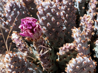 Opuntia basilaris var. brachyclada