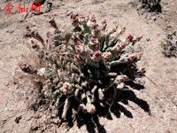 Opuntia basilaris var. brachyclada