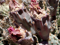 Opuntia basilaris var. brachyclada