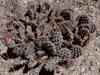 Opuntia basilaris var. brachyclada