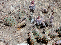 Opuntia basilaris var. brachyclada