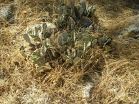 Opuntia basilaris var. humistrata