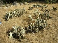 Opuntia basilaris var. humistrata