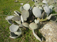 Opuntia basilaris var. humistrata