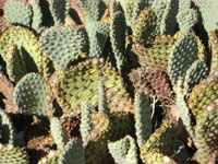 Opuntia basilaris var. longiareolata