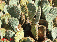 Opuntia basilaris var. longiareolata