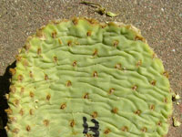 Opuntia basilaris var. longiareolata