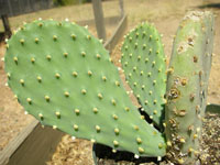 Opuntia basilaris var. longiareolata