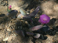 Opuntia basilaris var. ramosa