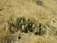 Opuntia basilaris var. treleasei