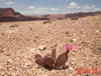 Opuntia basilaris var. longiareolata