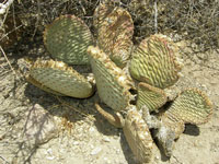 Opuntia basilaris var. whitneyana