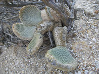 Opuntia basilaris var. whitneyana