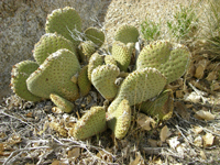 Opuntia basilaris var. whitneyana