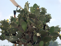 Opuntia echios var. gigantea