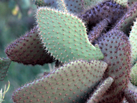 Opuntia echios var. zacana