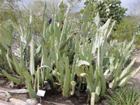 Opuntia engelmannii var. linguiformis