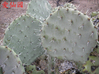 Opuntia engelmannii var. discata