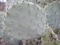 Opuntia engelmannii var. discata