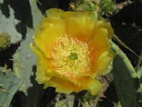 Opuntia engelmannii var. discata