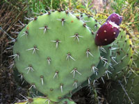 Opuntia engelmannii var. discata