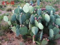 Opuntia engelmannii var. discata