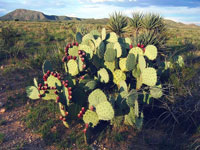 Opuntia engelmannii var. discata