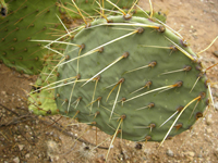 Opuntia engelmannii var. flavispina