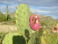 Opuntia engelmannii var. flavispina