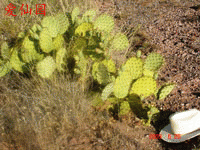 Opuntia engelmannii var. flavispina