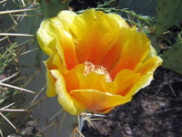 Opuntia engelmannii var. flavispina