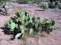 Opuntia engelmannii var. flavispina