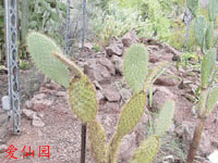 Opuntia galapageia