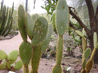 Opuntia helleri