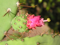 Opuntia hondurensis