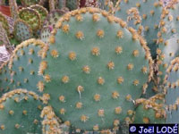 Opuntia aciculata var. orbiculata